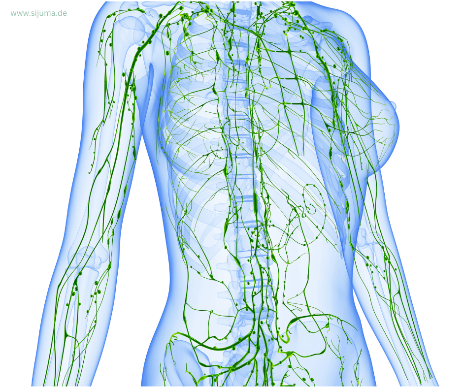 Grafik des menschlichen Lymphsystems für Lymphdrainage in Karlsruhe